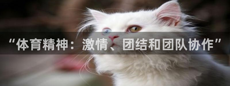 意昂3官网登录：“体育精神：激情、团结和团队协作”